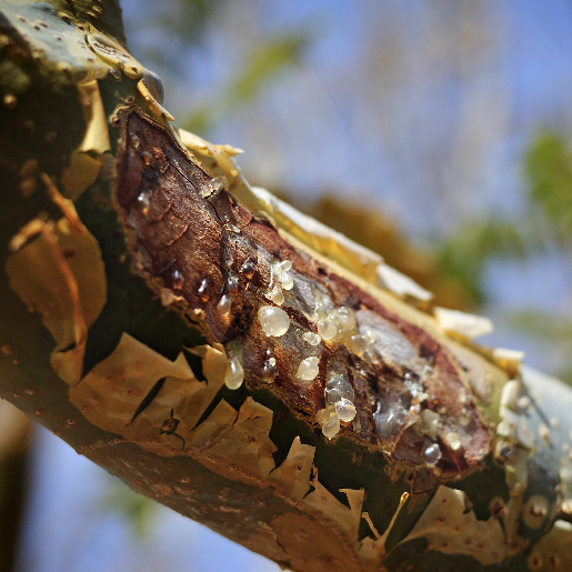 Boswellia
